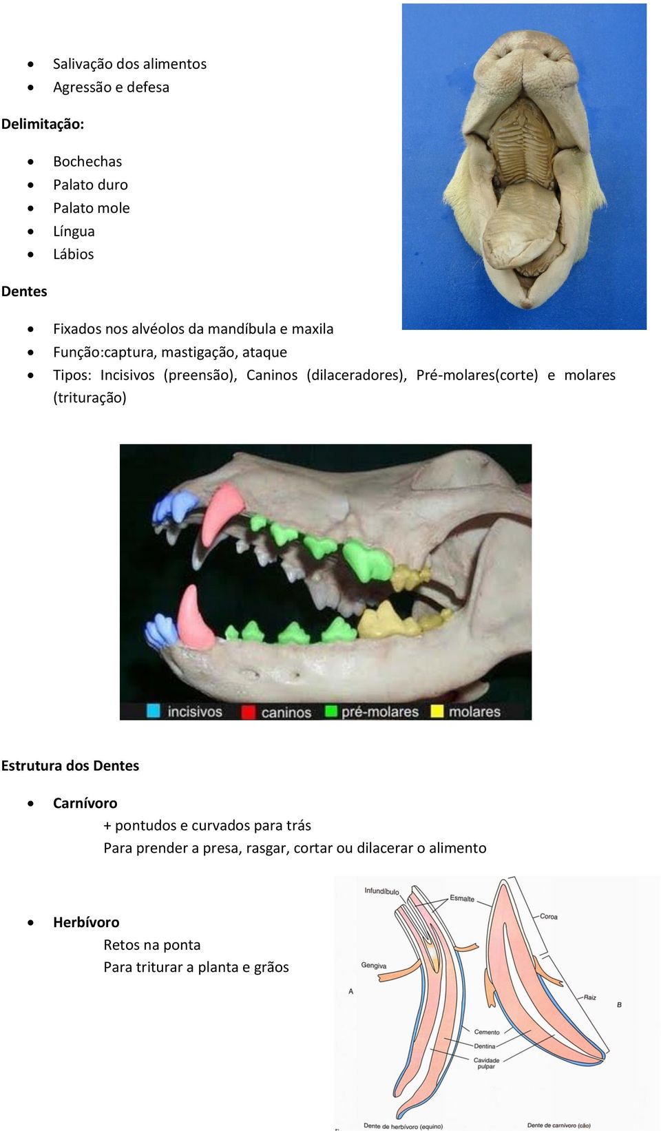 (dilaceradores), Pré-molares(corte) e molares (trituração) Estrutura dos Dentes Carnívoro + pontudos e curvados
