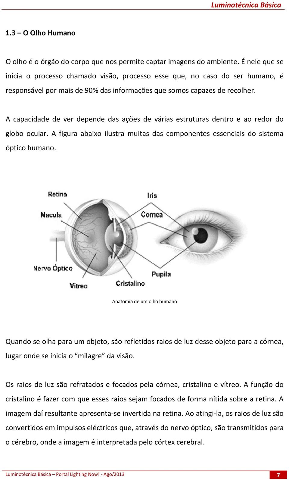 A capacidade de ver depende das ações de várias estruturas dentro e ao redor do globo ocular. A figura abaixo ilustra muitas das componentes essenciais do sistema óptico humano.