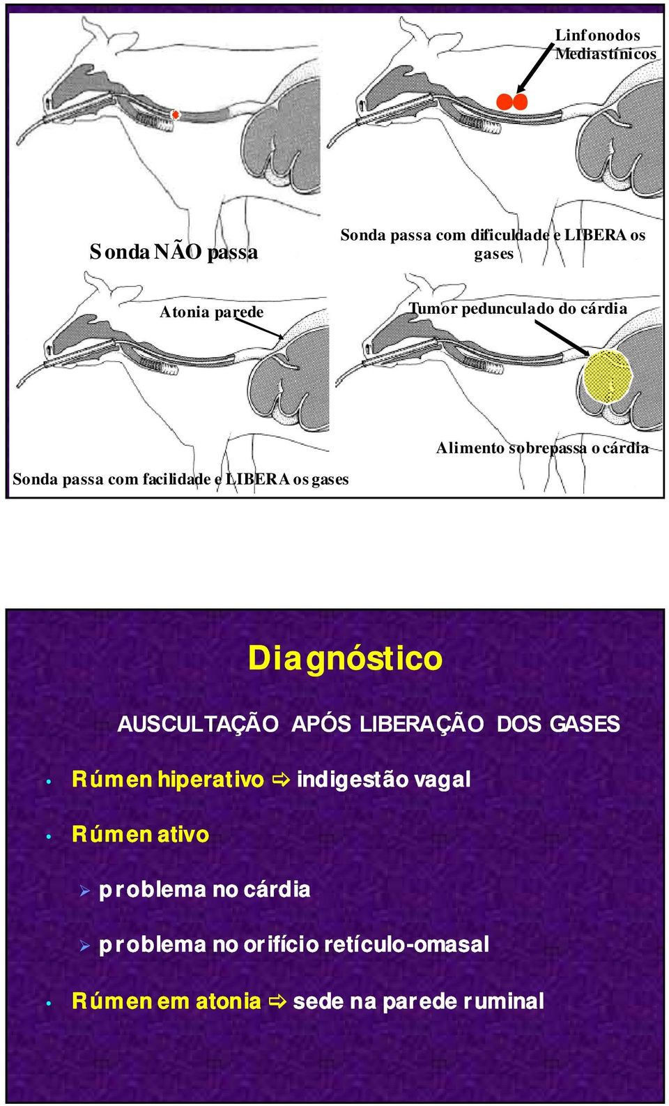 gases AUSCULTAÇÃO APÓS LIBERAÇÃO DOS GASES Rúm en hiperativo indigestão vagal Rúmen ativo p roblema