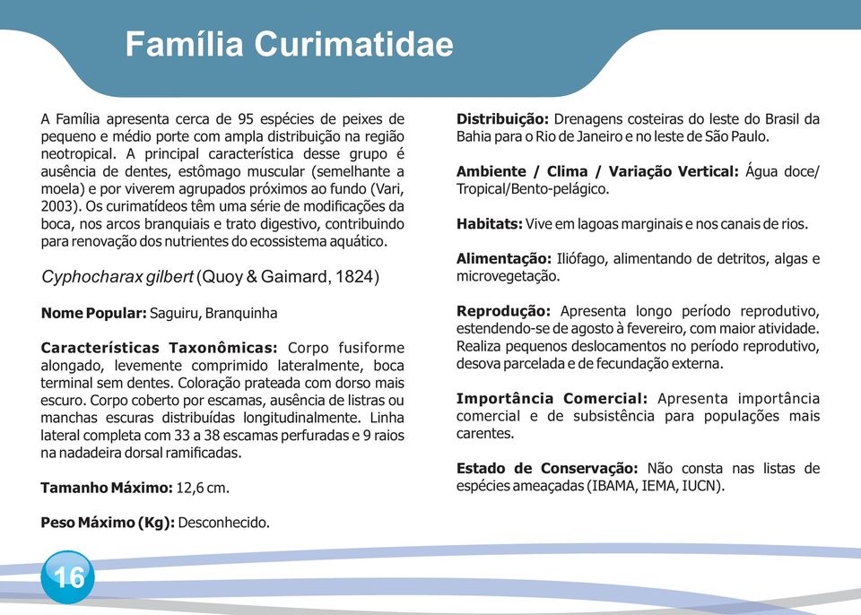 Os curimatídeos têm uma série de modificações da boca, nos arcos branquiais e trato digestivo, contribuindo para renovação dos nutrientes do ecossistema aquático.