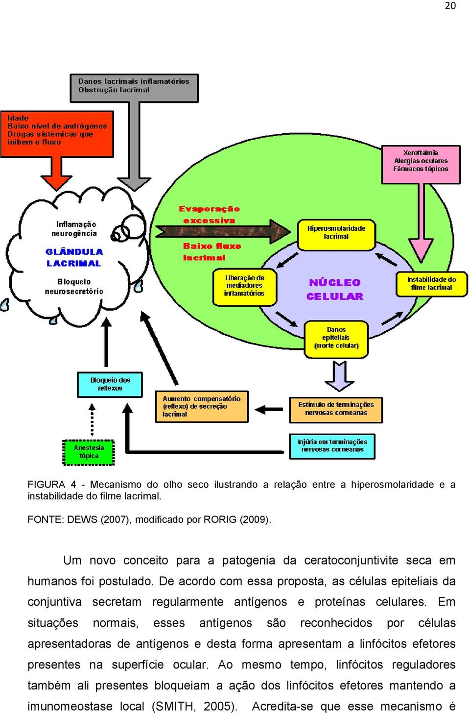 De acordo com essa proposta, as células epiteliais da conjuntiva secretam regularmente antígenos e proteínas celulares.