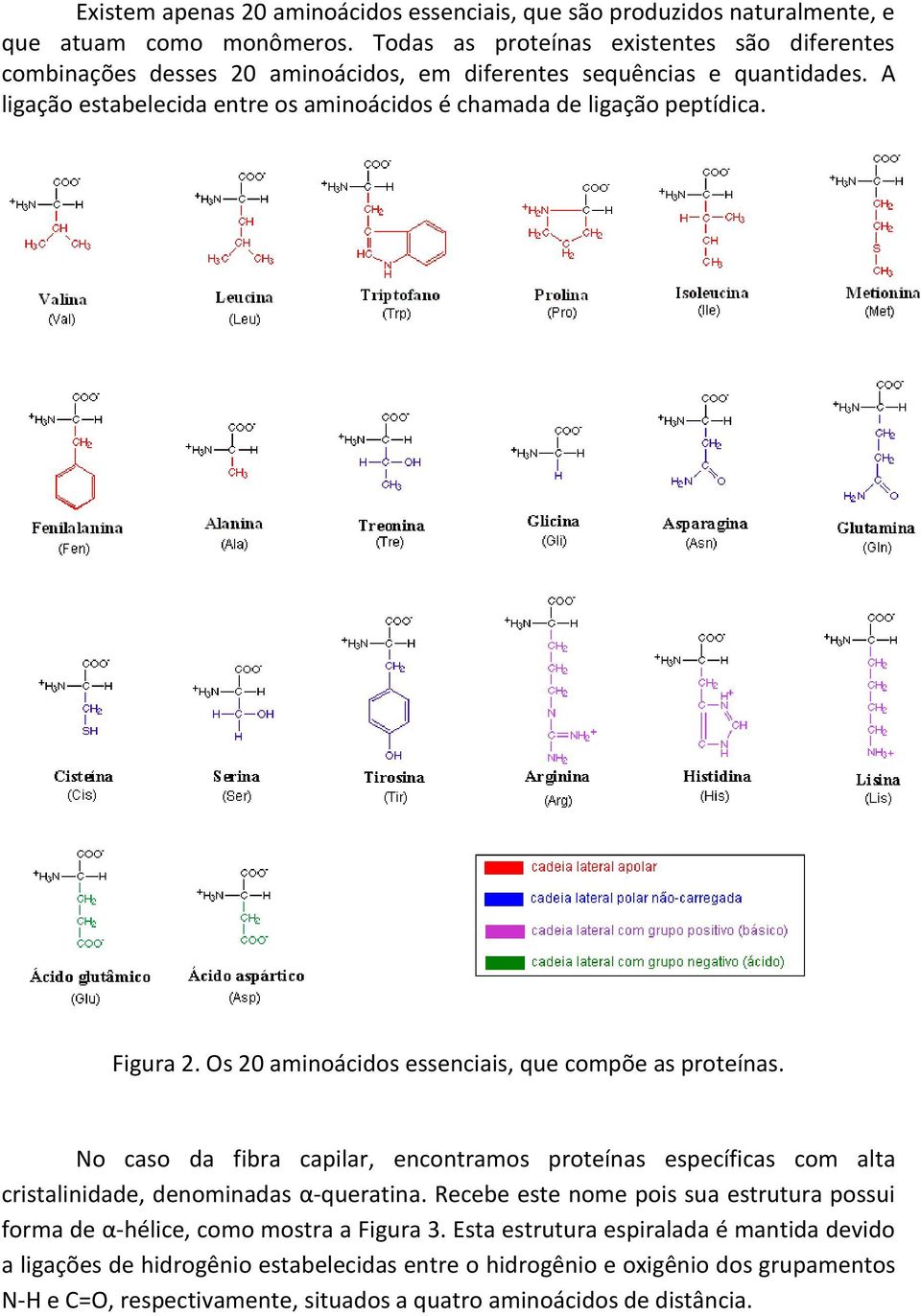 A ligação estabelecida entre os aminoácidos é chamada de ligação peptídica. Figura 2. Os 20 aminoácidos essenciais, que compõe as proteínas.