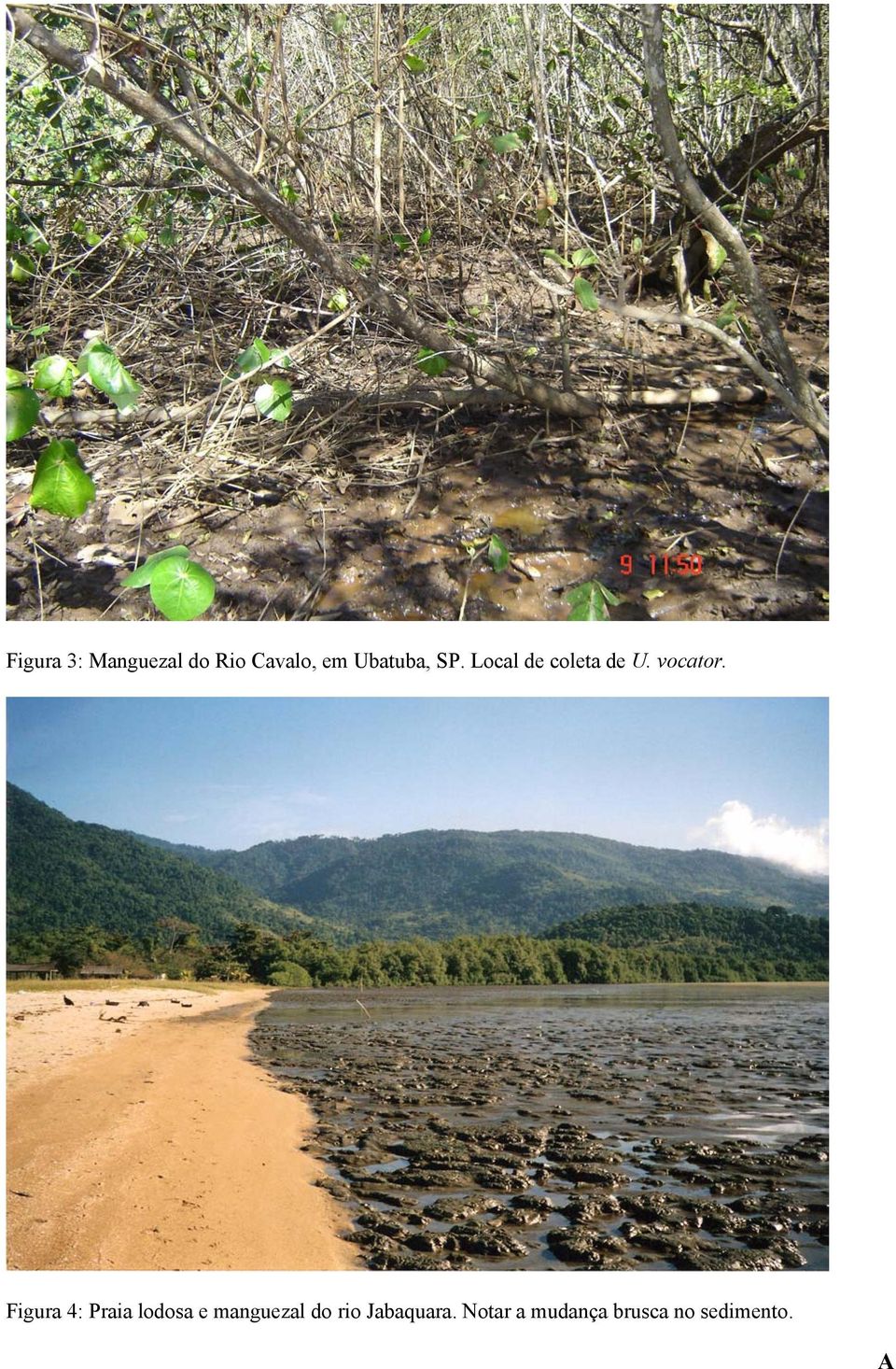 Figura 4: Praia lodosa e manguezal do rio