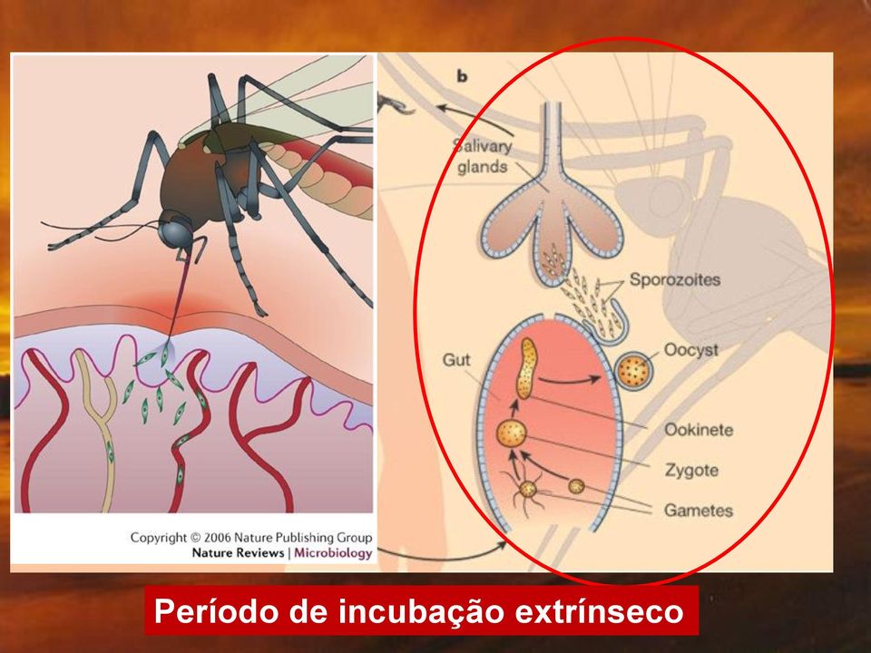 incubação