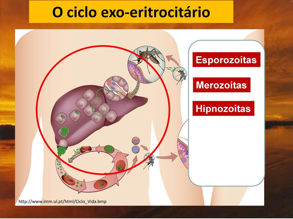 Hipnozoítas http://www.