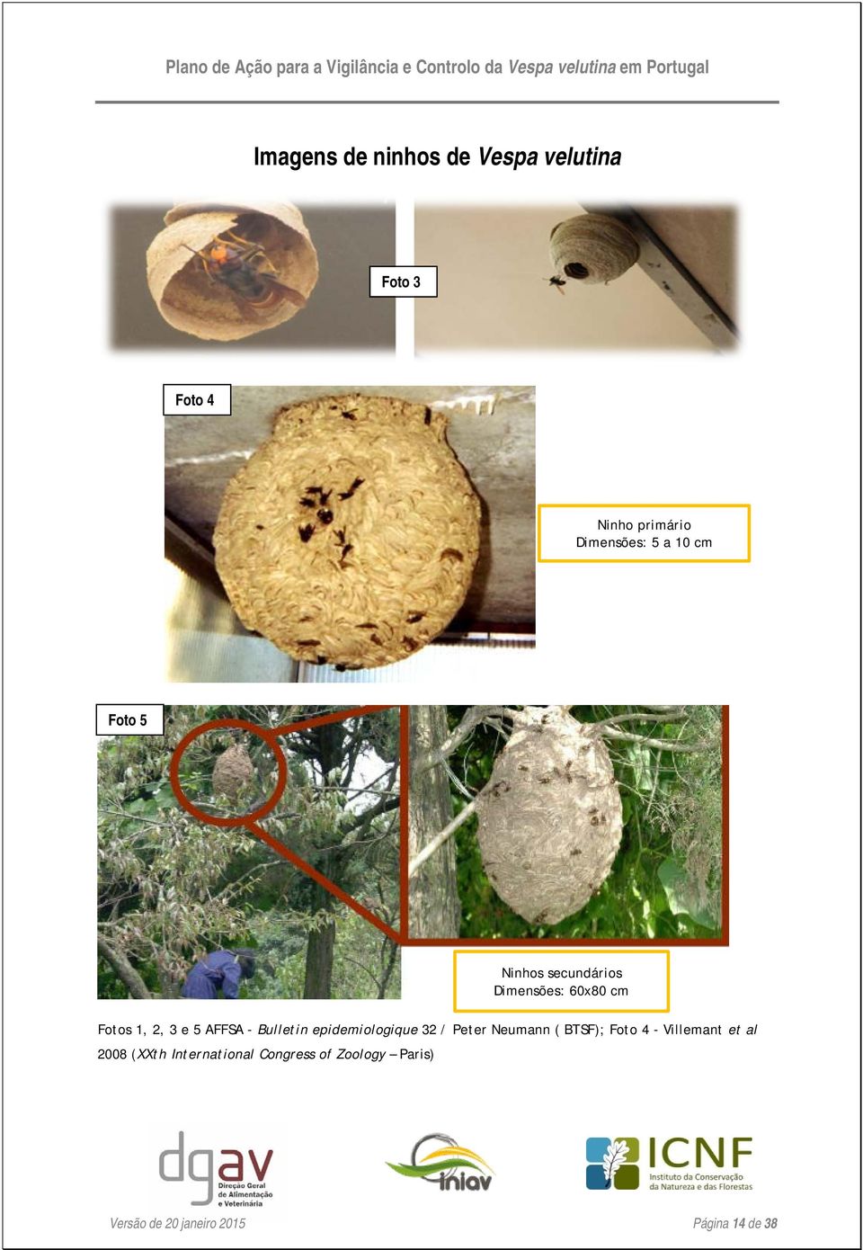 Bulletin epidemiologique 32 / Peter Neumann ( BTSF); Foto 4 - Villemant et al 2008