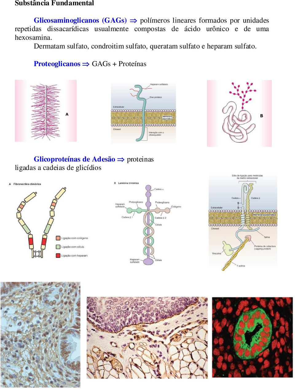 hexosamina. Dermatam sulfato, condroitim sulfato, queratam sulfato e heparam sulfato.