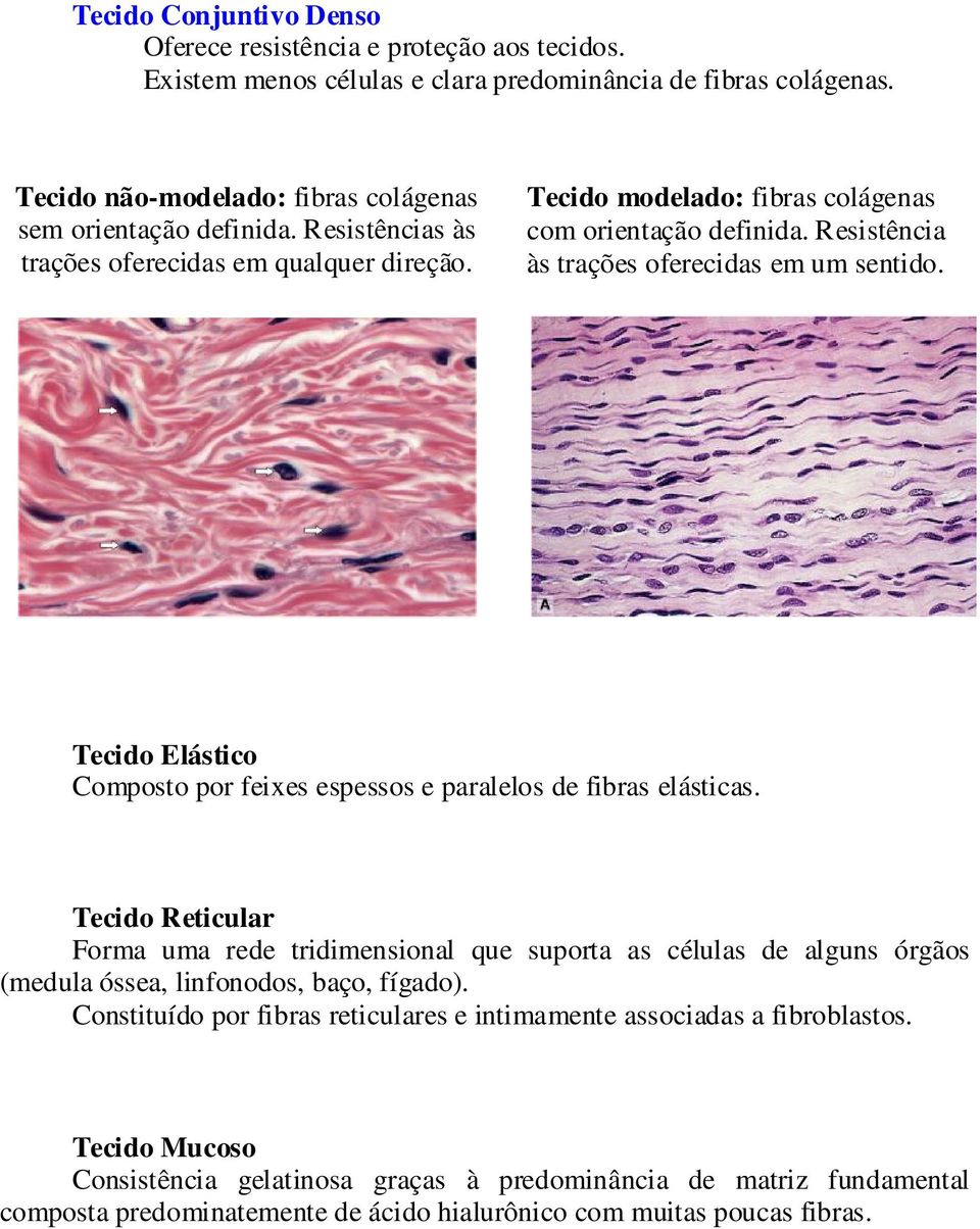 Tecido Elástico Composto por feixes espessos e paralelos de fibras elásticas.