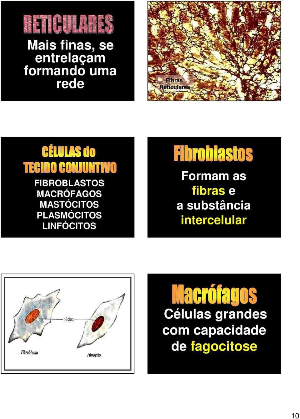 LINFÓCITOS Formam as fibras e a substância