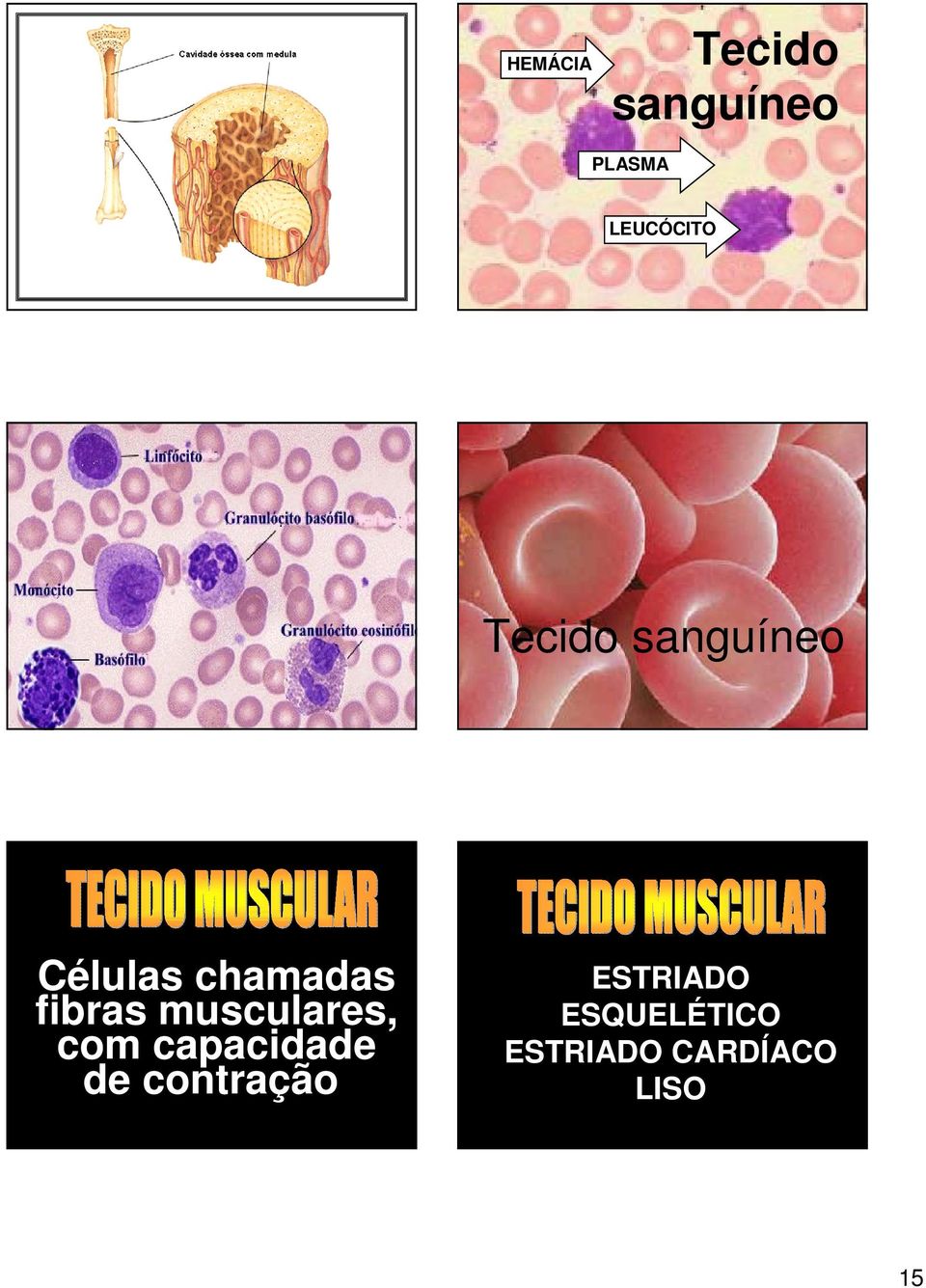 musculares, com capacidade de contração.