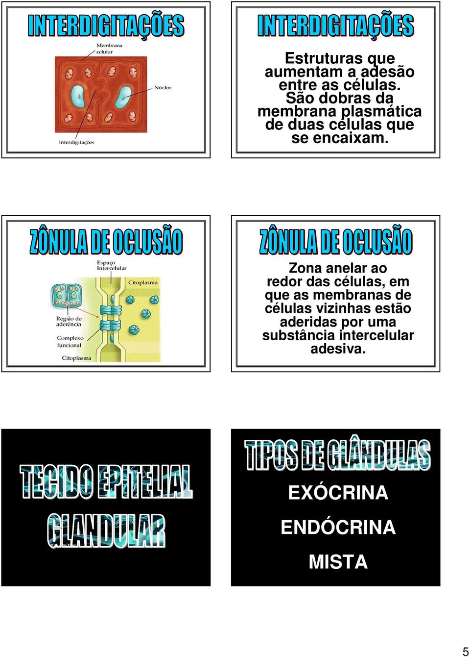 Zona anelar ao redor das células, em que as membranas de células