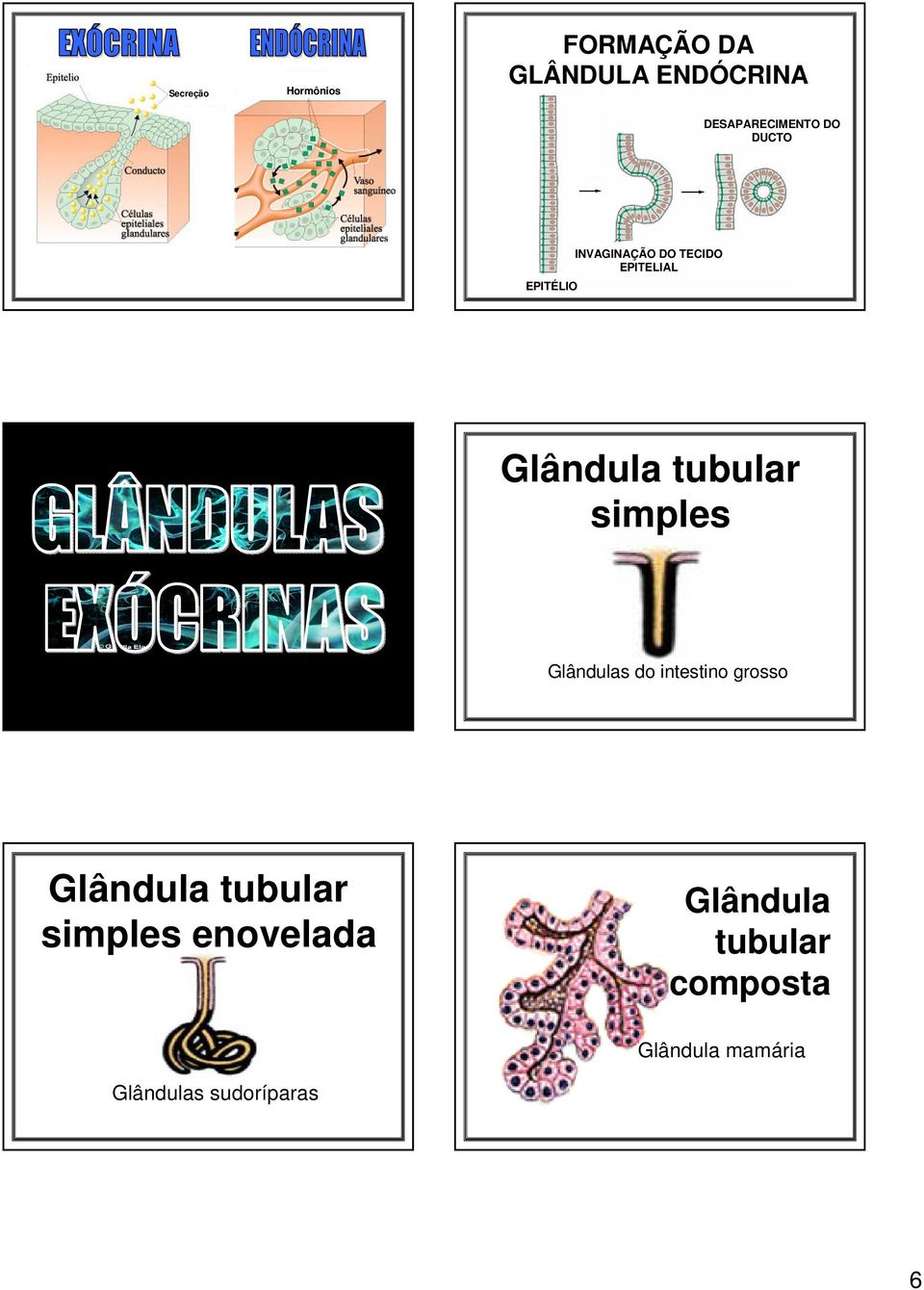 simples Glândulas do intestino grosso Glândula tubular simples