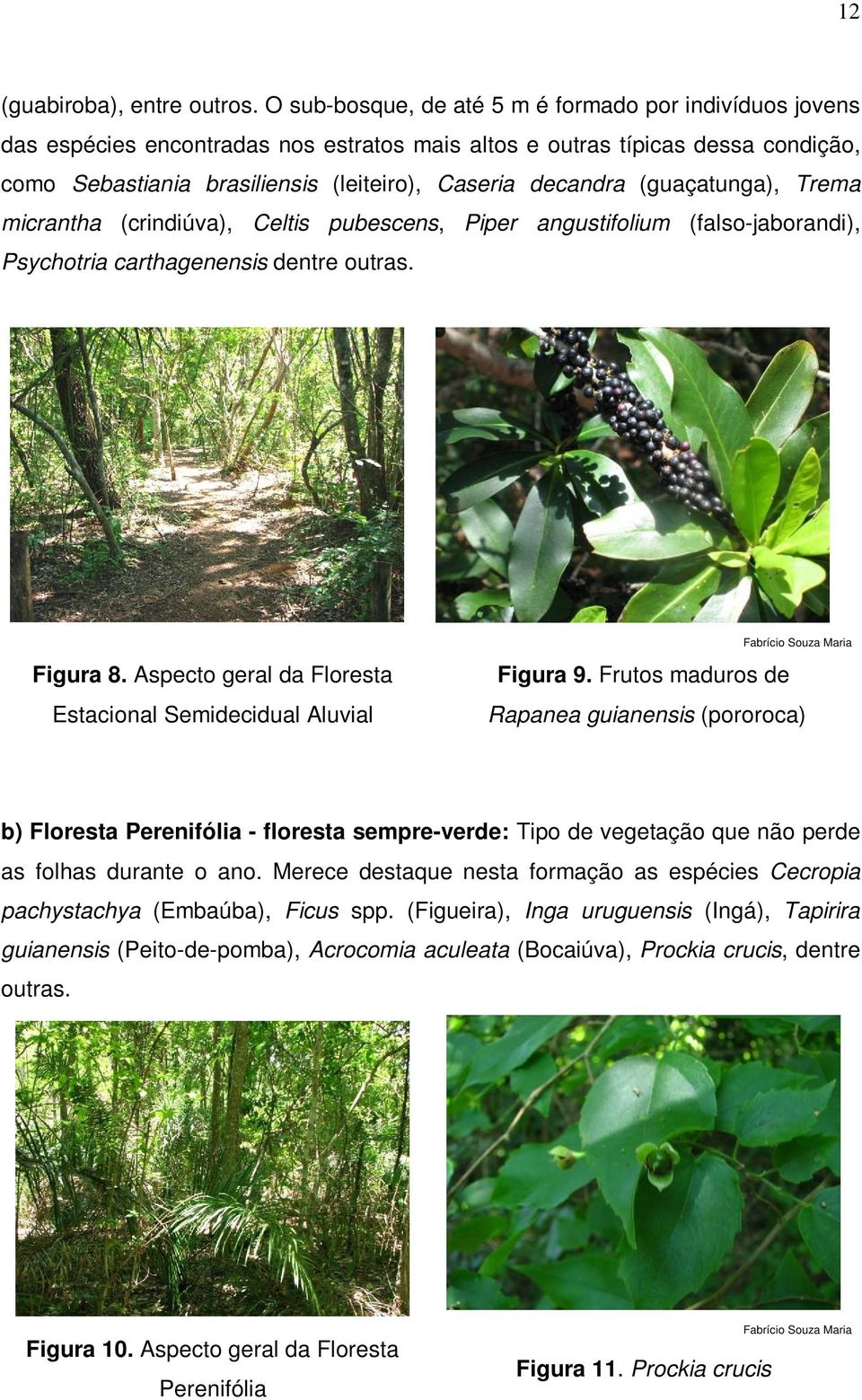 (guaçatunga), Trema micrantha (crindiúva), Celtis pubescens, Piper angustifolium (falso-jaborandi), Psychotria carthagenensis dentre outras. Figura 8.