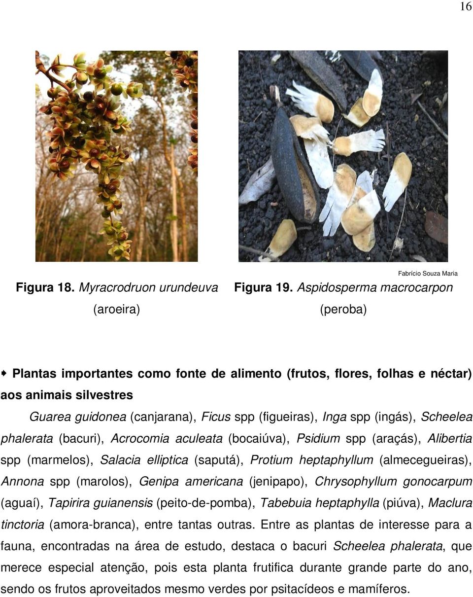 (ingás), Scheelea phalerata (bacuri), Acrocomia aculeata (bocaiúva), Psidium spp (araçás), Alibertia spp (marmelos), Salacia elliptica (saputá), Protium heptaphyllum (almecegueiras), Annona spp