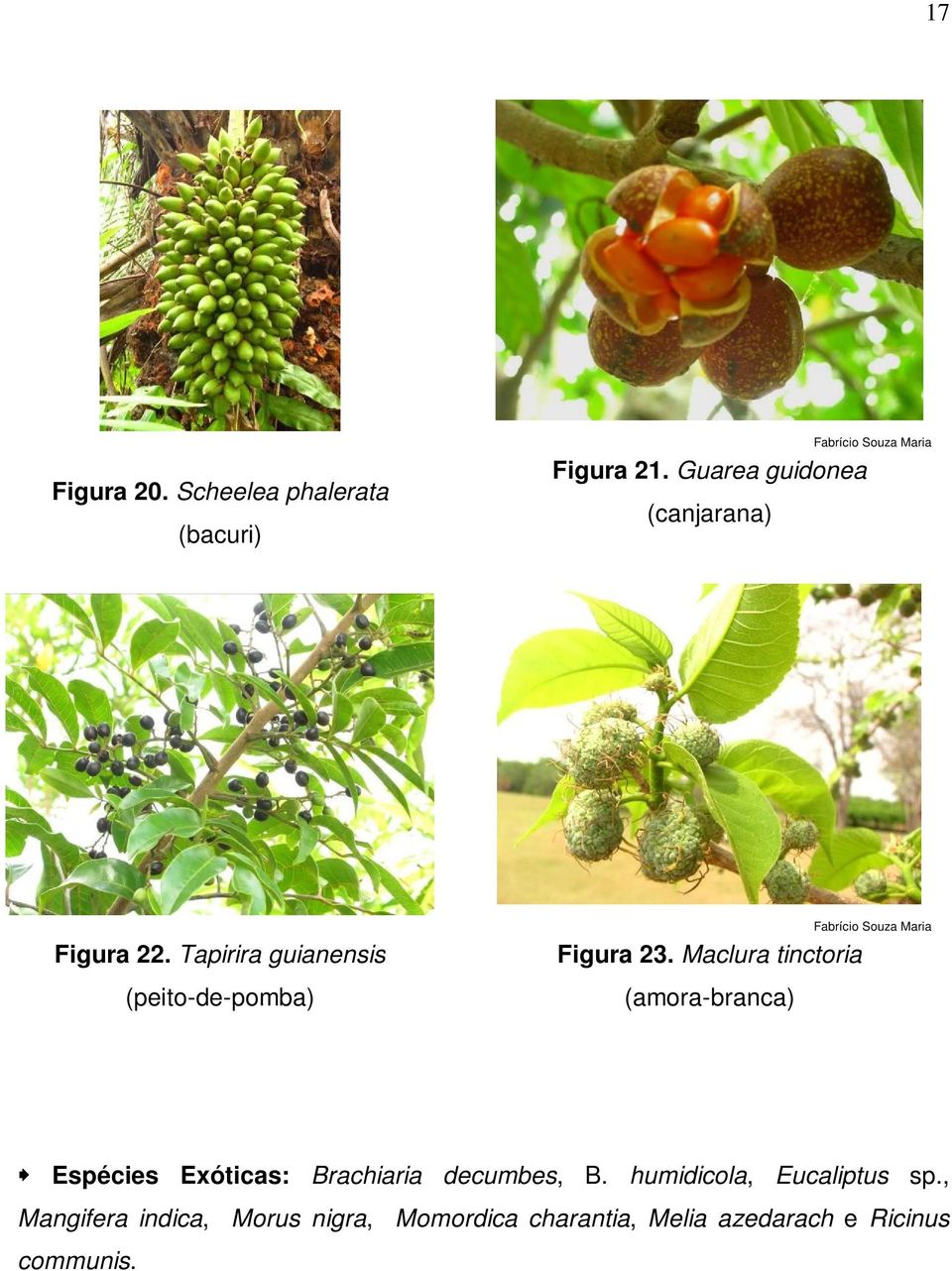 Tapirira guianensis (peito-de-pomba) Figura 23.