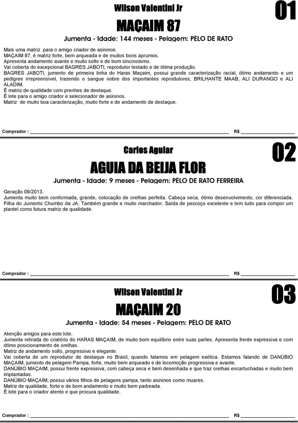 BAGRES JABOTI, jumento de primeira linha do Haras Maçaim, possui grande caracterização racial, ótimo andamento e um pedigree irrepreensível, trazendo o sangue nobre dos importantes reprodutores;