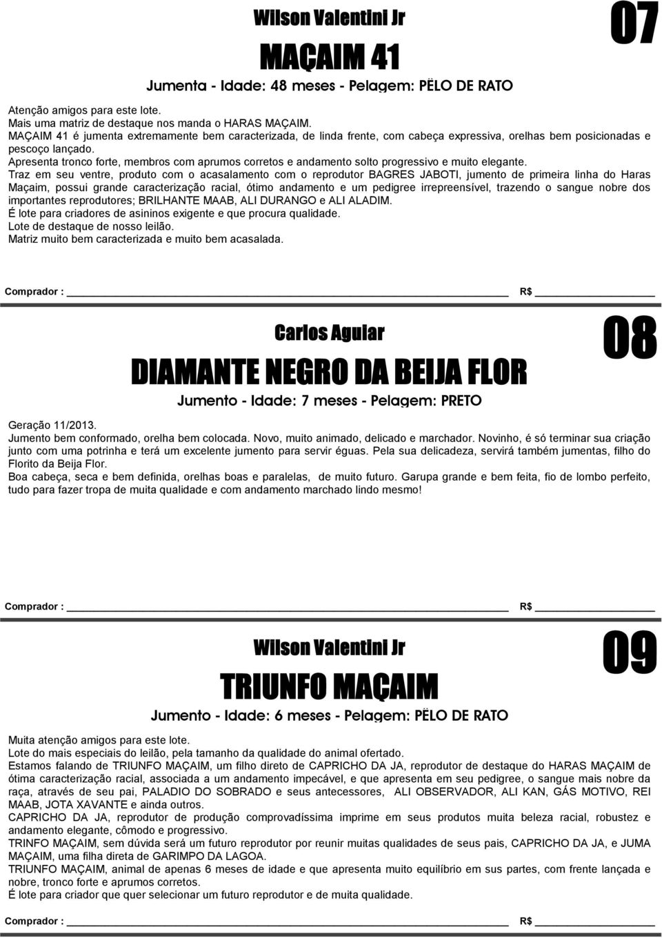 Apresenta tronco forte, membros com aprumos corretos e andamento solto progressivo e muito elegante.