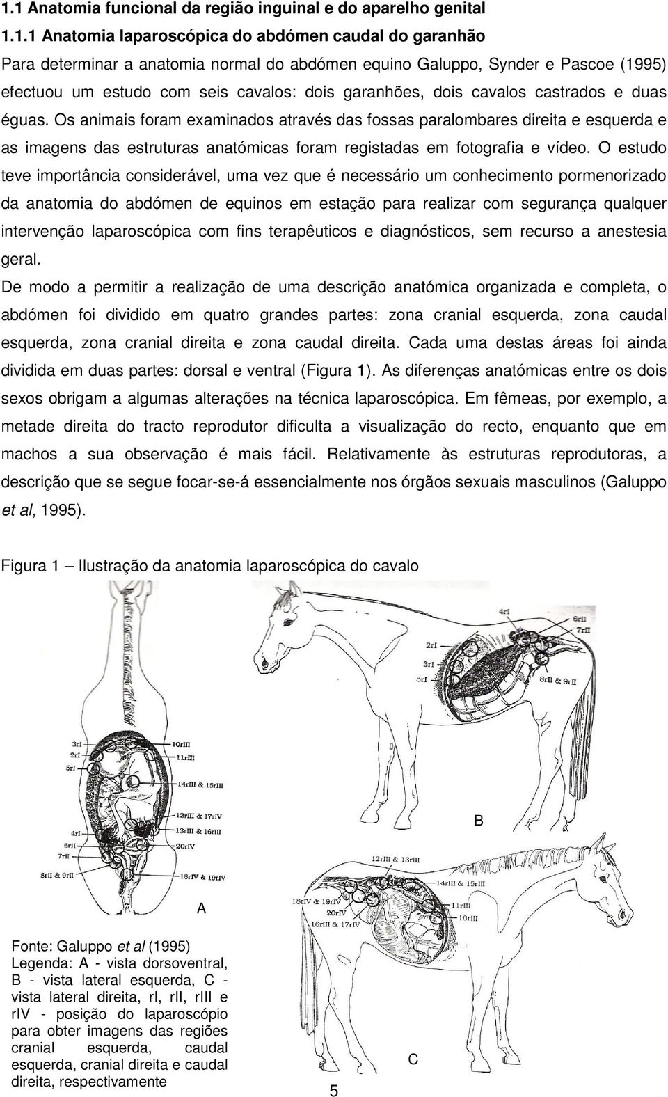 Os animais foram examinados através das fossas paralombares direita e esquerda e as imagens das estruturas anatómicas foram registadas em fotografia e vídeo.