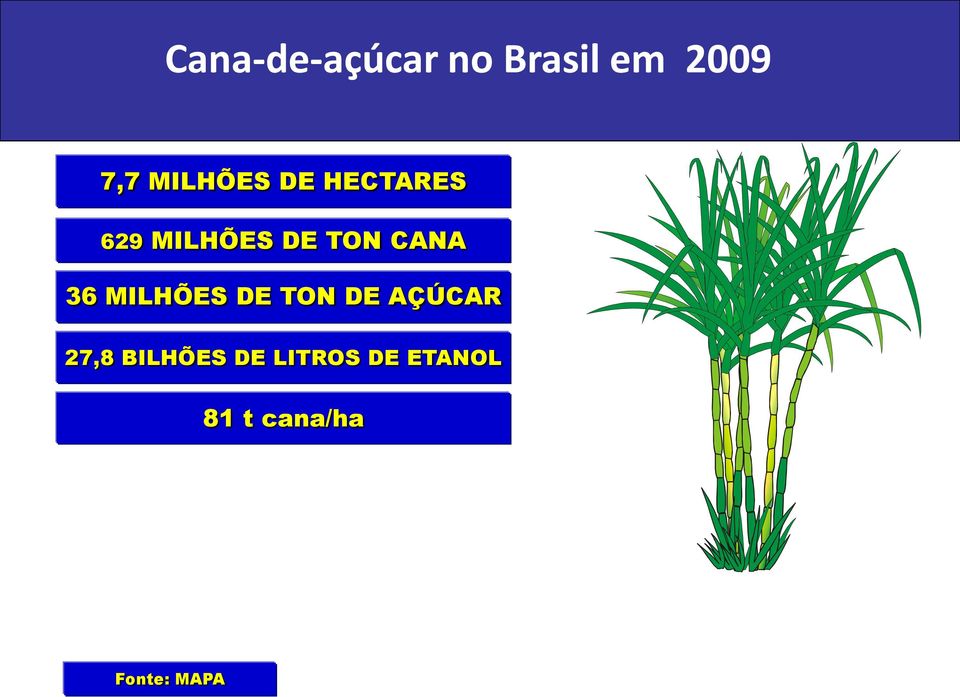 CANA 36 MILHÕES DE TON DE AÇÚCAR 27,8