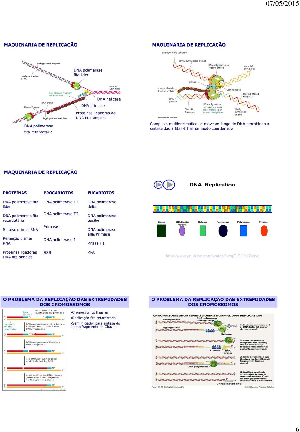 polimerase III polimerase epsilon Síntese primer RNA Remoção primer RNA Primase polimerase I polimerase alfa/primase Rnase H1 Proteínas ligadoras fita simples SSB RPA http://www.youtube.com/watch?