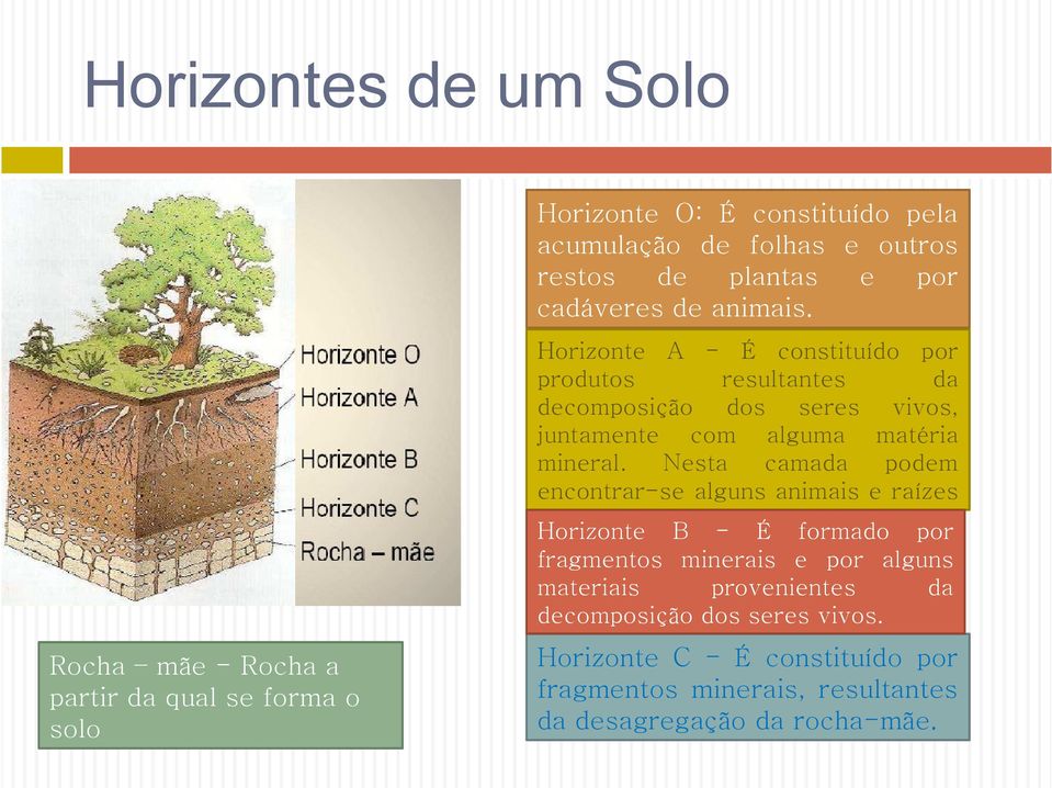 Horizonte A - É constituído por produtos resultantes da decomposição dos seres vivos, juntamente com alguma matéria mineral.