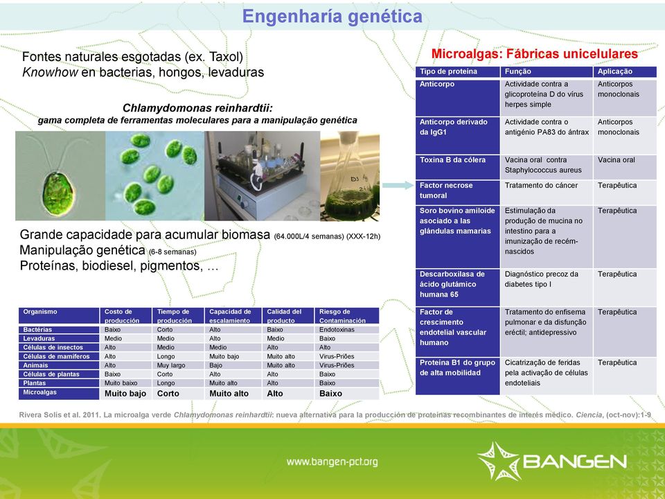 Função Aplicação Anticorpo Anticorpo derivado da IgG1 Actividade contra a glicoproteína D do vírus herpes simple Actividade contra o antigénio PA83 do ántrax Anticorpos monoclonais Anticorpos