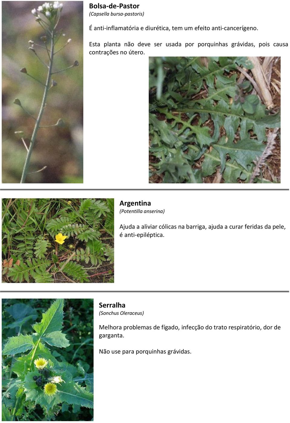 Argentina (Potentilla anserina) Ajuda a aliviar cólicas na barriga, ajuda a curar feridas da pele, é