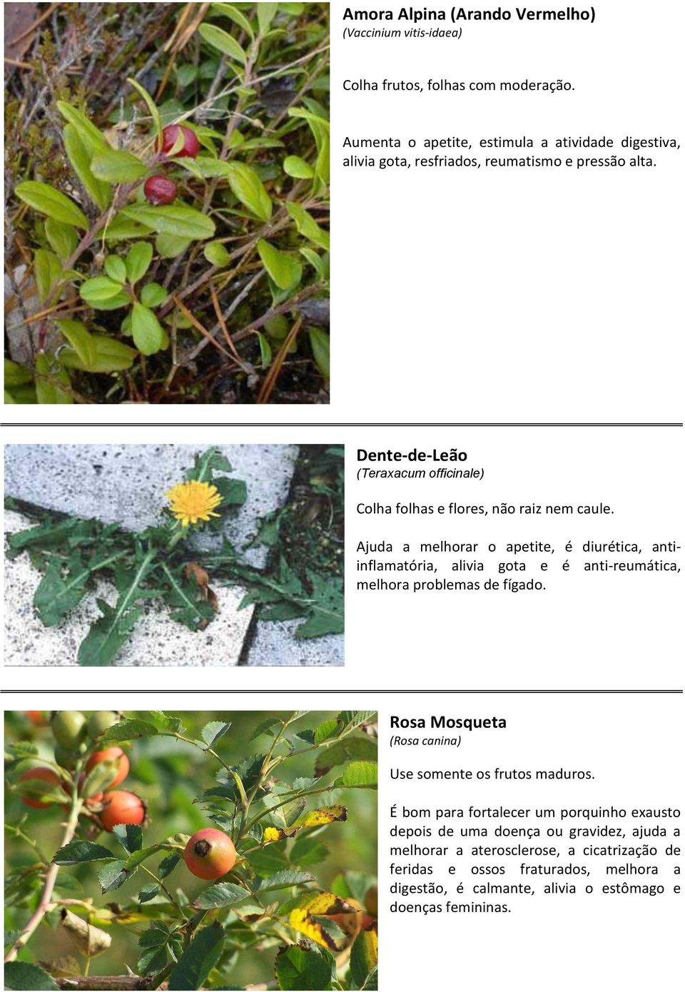 Dente-de-Leão (Teraxacum officinale) Colha folhas e flores, não raiz nem caule.