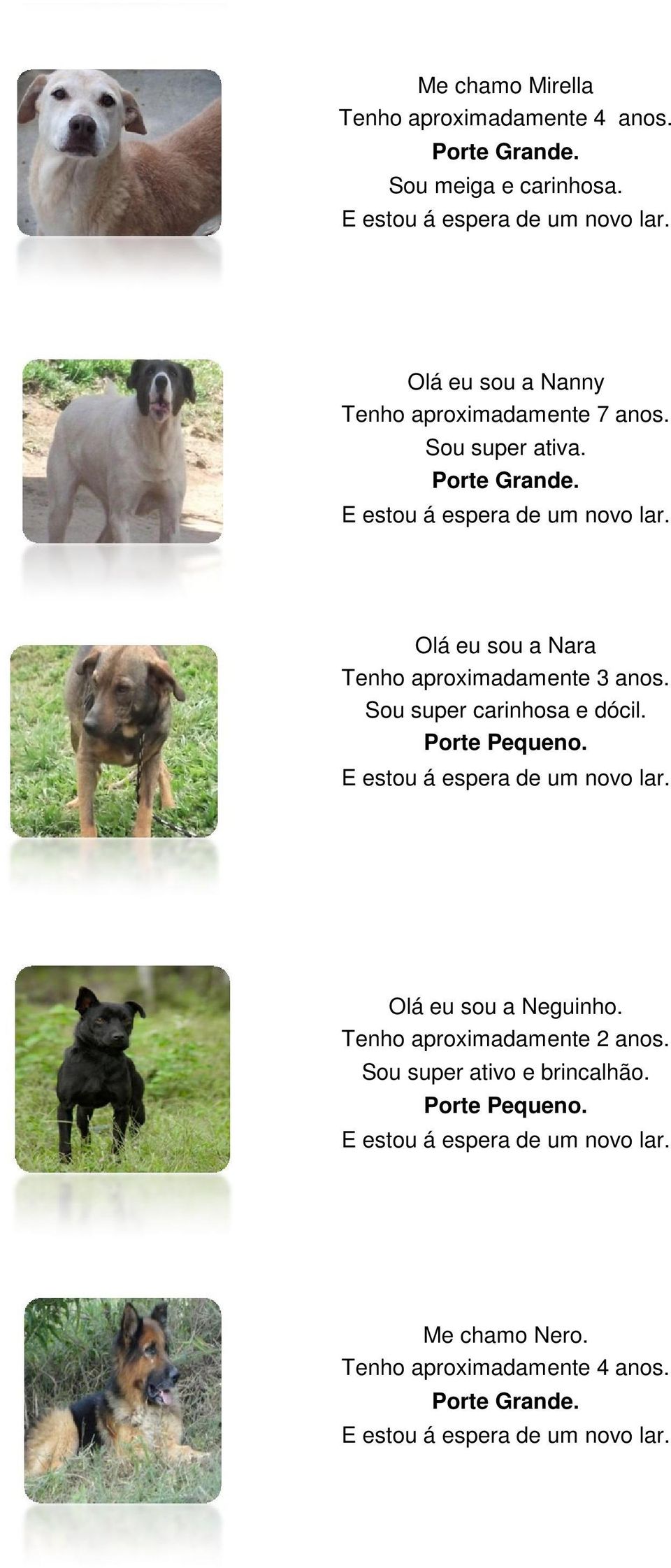 Olá eu sou a Nara Tenho aproximadamente 3 anos. Sou super carinhosa e dócil. Porte Pequeno.