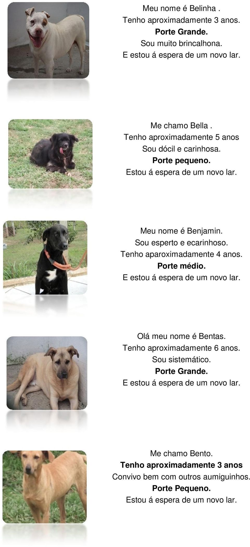 Sou esperto e ecarinhoso. Tenho aparoximadamente 4 anos. Porte médio. Olá meu nome é Bentas. Tenho aproximadamente 6 anos.