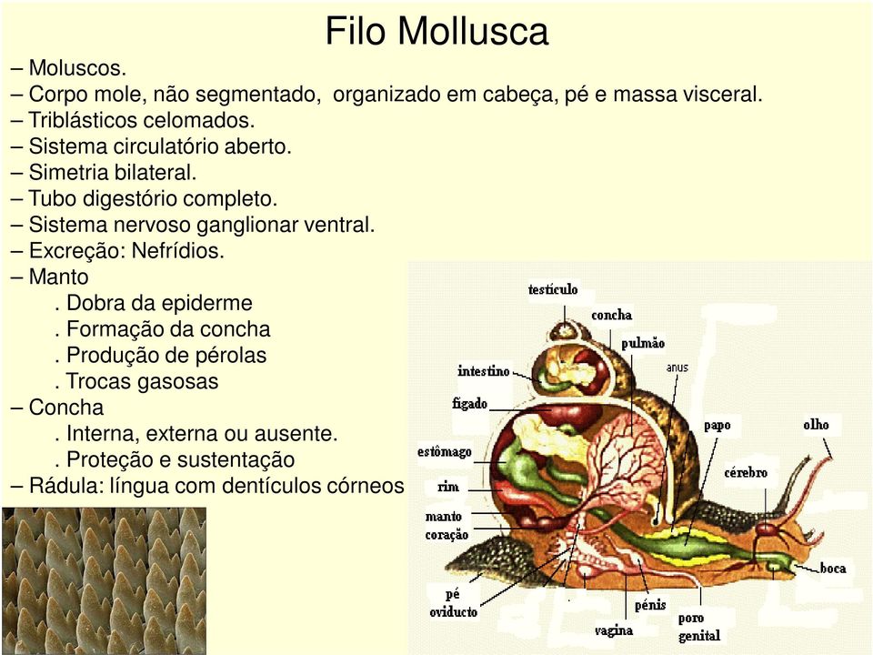 Sistema nervoso ganglionar ventral. Excreção: Nefrídios. Manto. Dobra da epiderme. Formação da concha.