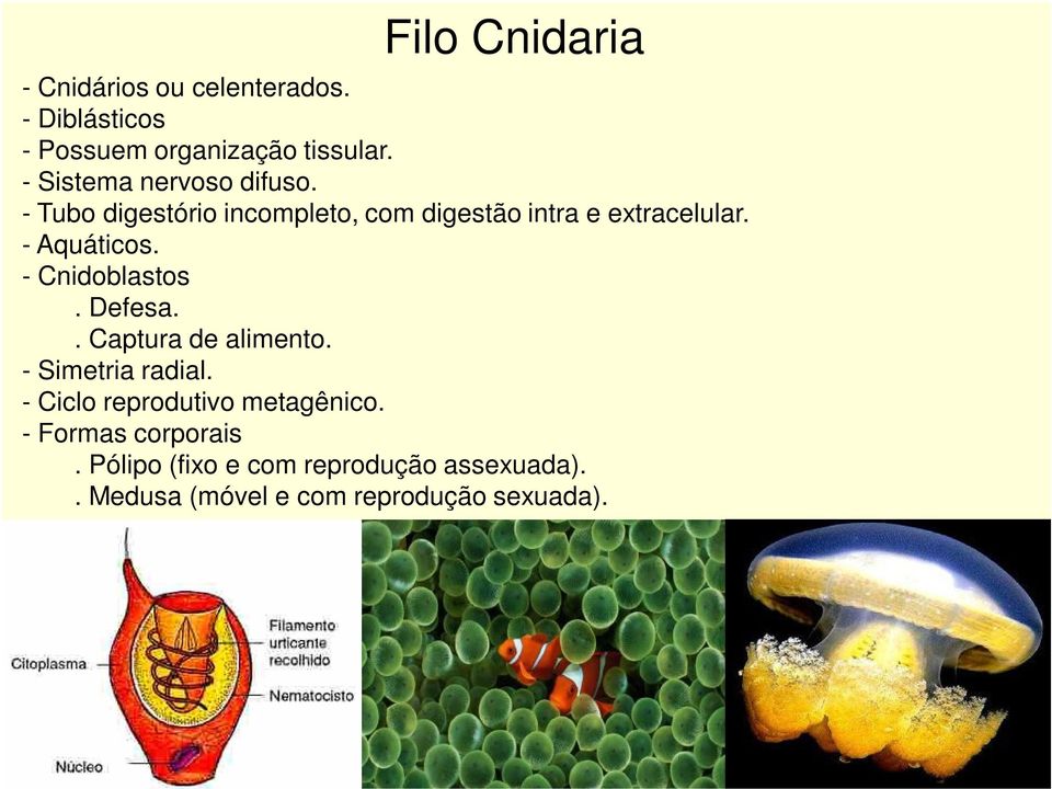 - Aquáticos. - Cnidoblastos. Defesa.. Captura de alimento. - Simetria radial.