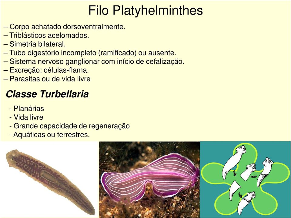 Sistema nervoso ganglionar com início de cefalização. Excreção: células-flama.