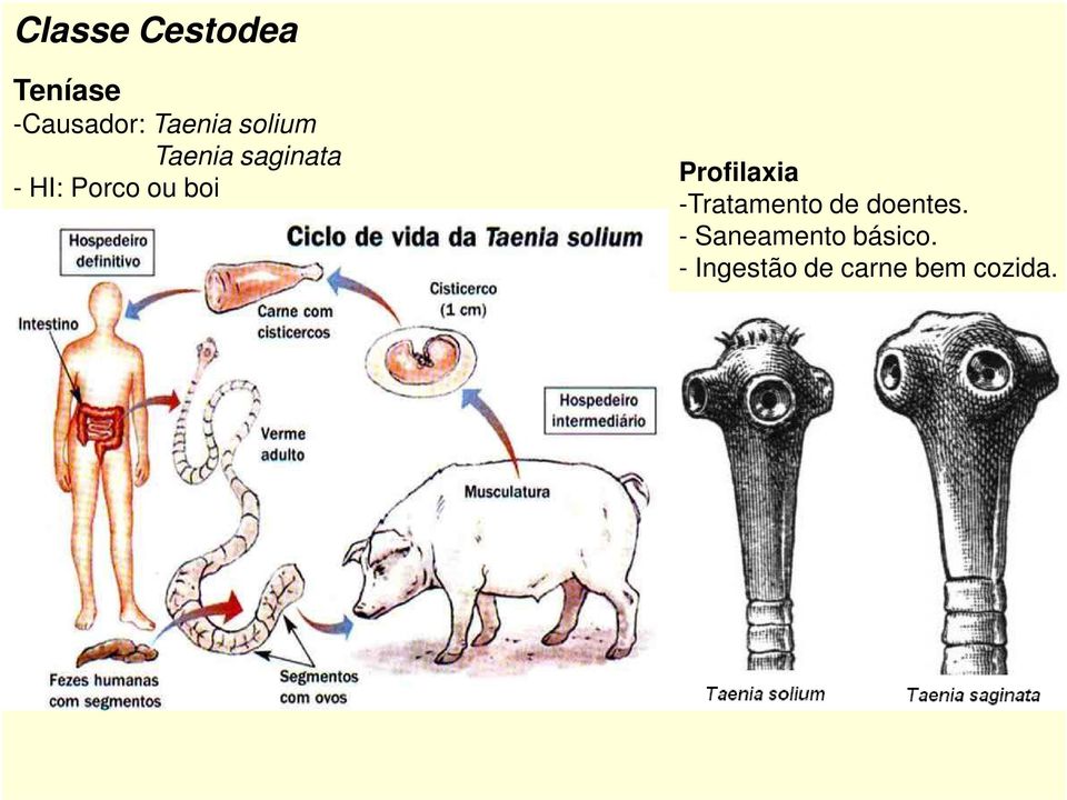 Profilaxia -Tratamento de doentes.