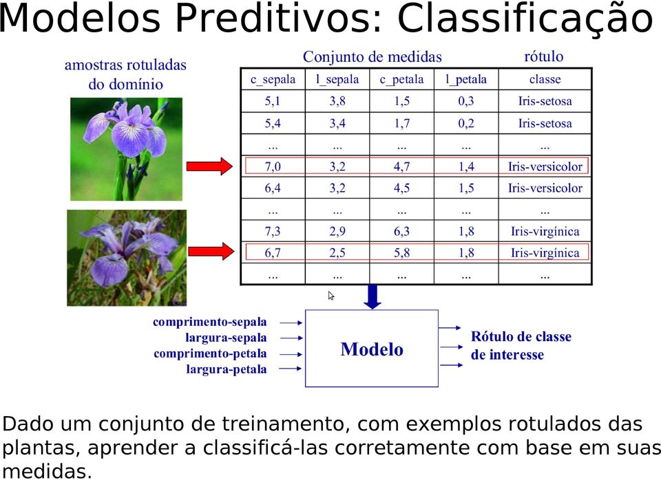 rotulados das plantas, aprender a