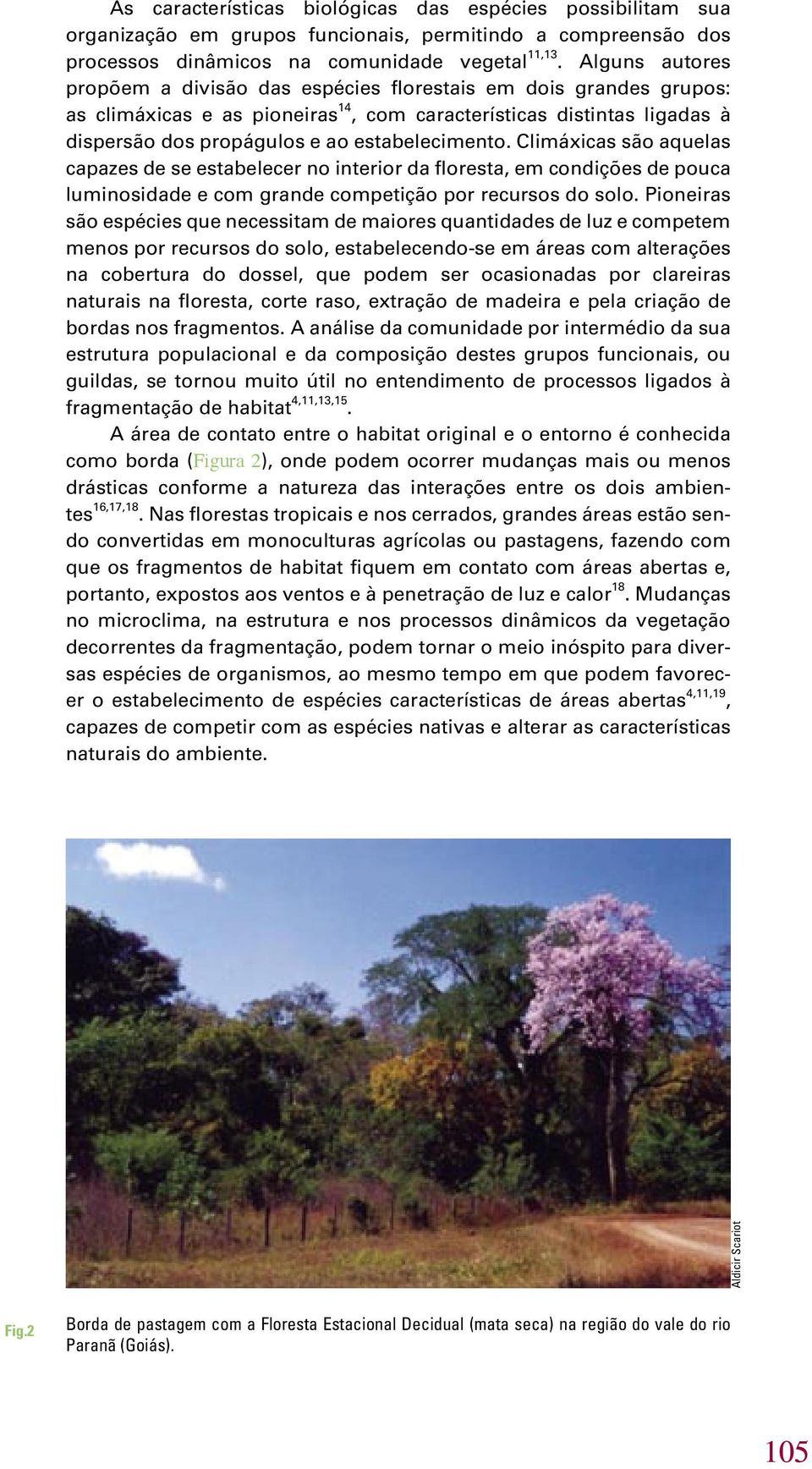 Climáxicas são aquelas capazes de se estabelecer no interior da floresta, em condições de pouca luminosidade e com grande competição por recursos do solo.