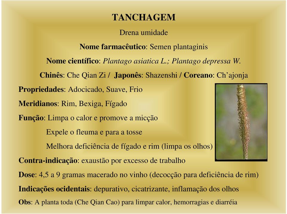promove a micção Expele o fleuma e para a tosse Melhora deficiência de fígado e rim (limpa os olhos) Contra-indicação: exaustão por excesso de trabalho Dose: 4,5