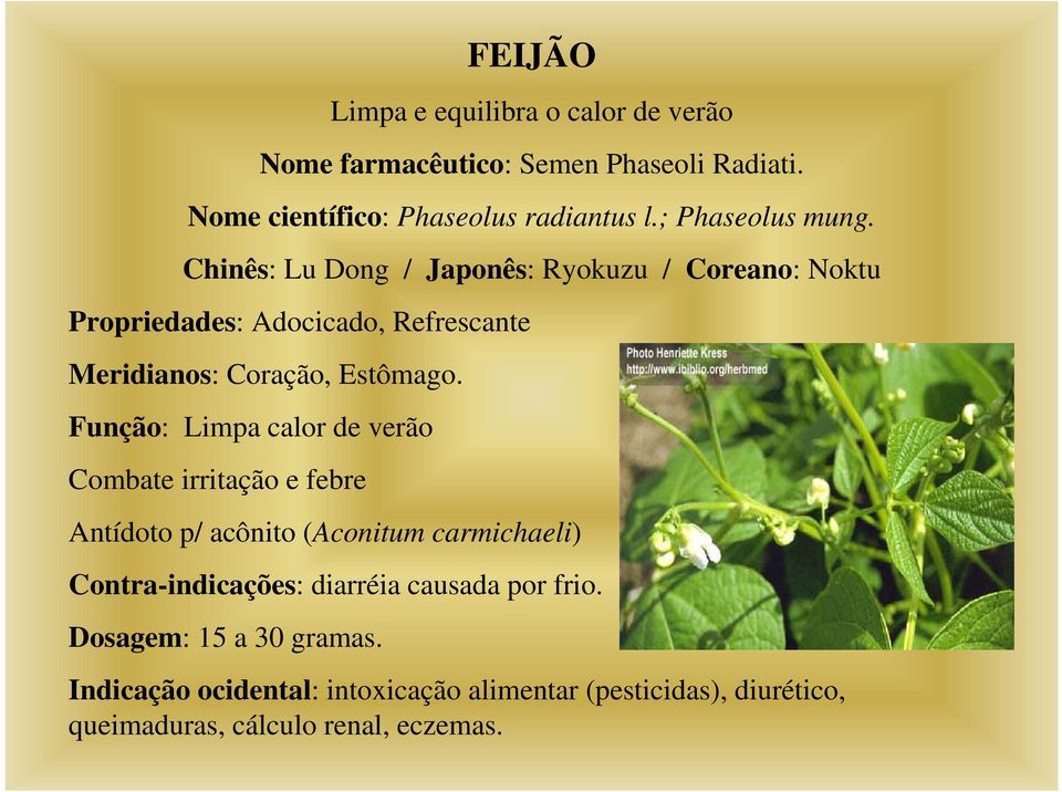 Chinês: Lu Dong / Japonês: Ryokuzu / Coreano: Noktu Propriedades: Adocicado, Refrescante Meridianos: Coração, Estômago.