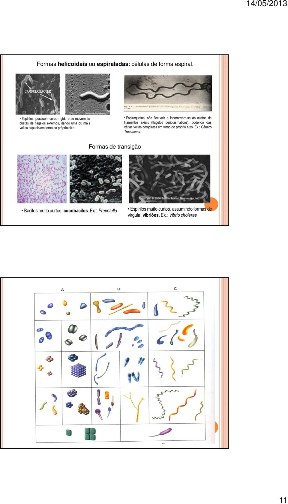 Espiroquetas: são flexíveis e locomovem-se às custas de filamentos axiais (flagelos periplasmáticos), podendo das várias voltas