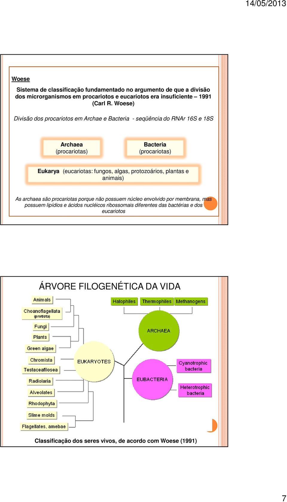 fungos, algas, protozoários, plantas e animais) As archaea são procariotas porque não possuem núcleo envolvido por membrana, mas possuem lipídios e