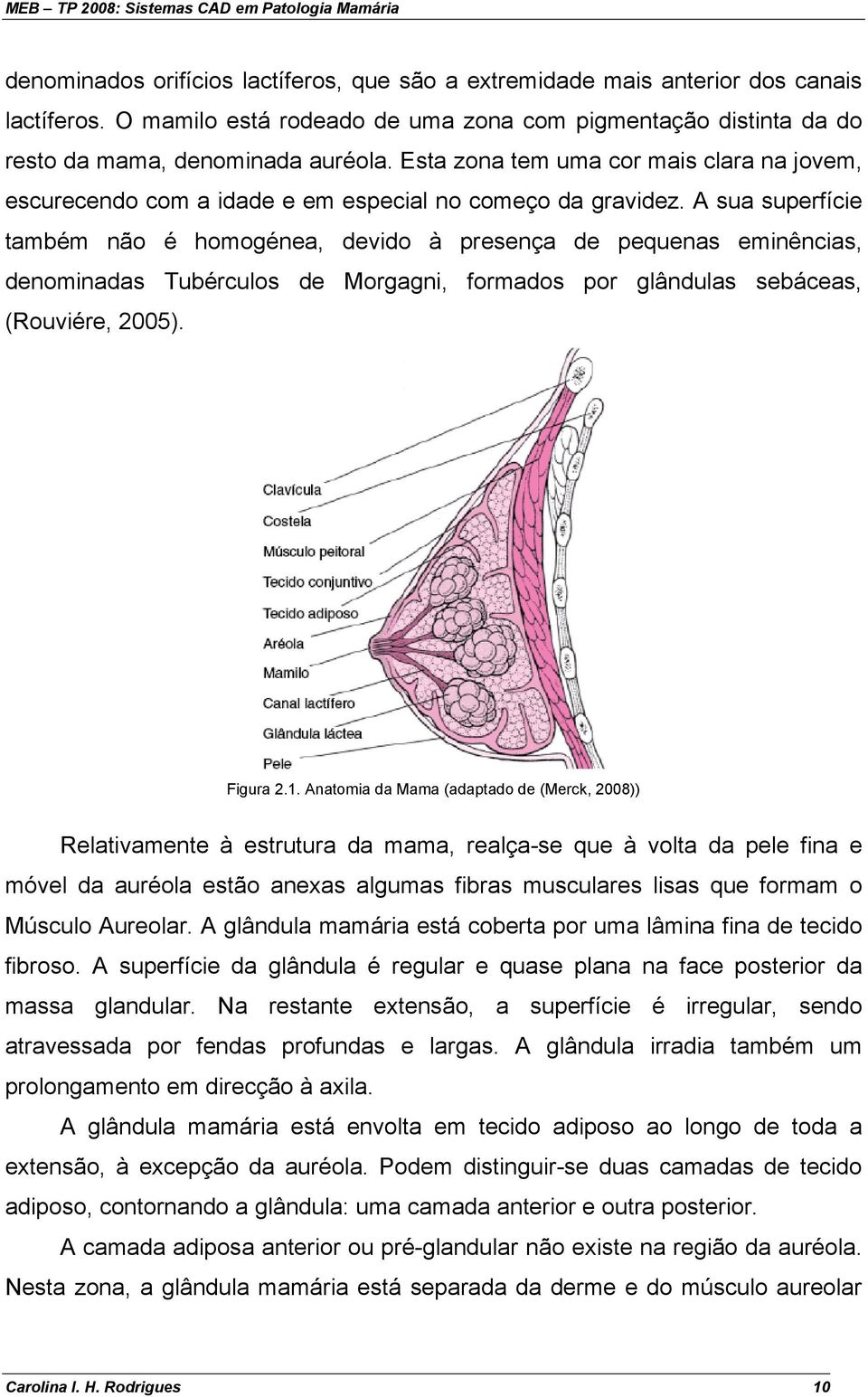 A sua superfície também não é homogénea, devido à presença de pequenas eminências, denominadas Tubérculos de Morgagni, formados por glândulas sebáceas, (Rouviére, 2005). Figura 2.1.