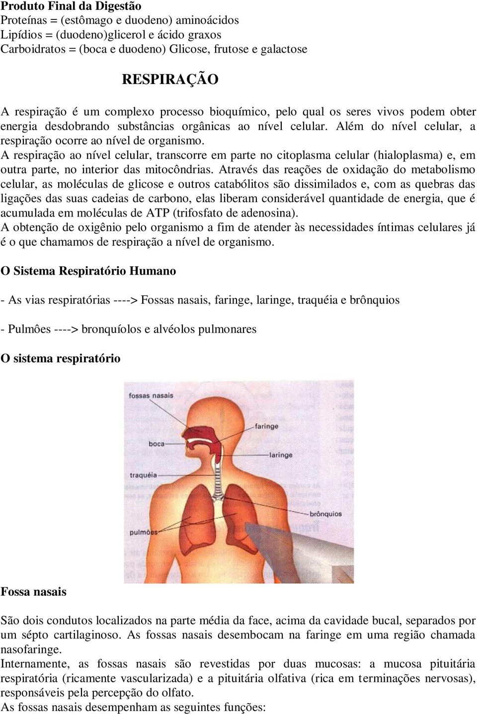 A respiração ao nível celular, transcorre em parte no citoplasma celular (hialoplasma) e, em outra parte, no interior das mitocôndrias.