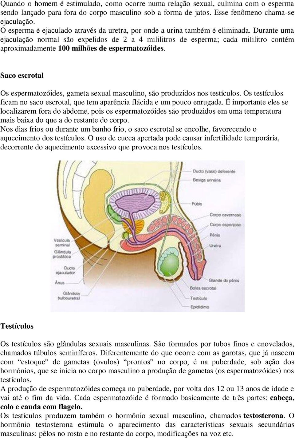 Durante uma ejaculação normal são expelidos de 2 a 4 mililitros de esperma; cada mililitro contém aproximadamente 100 milhões de espermatozóides.
