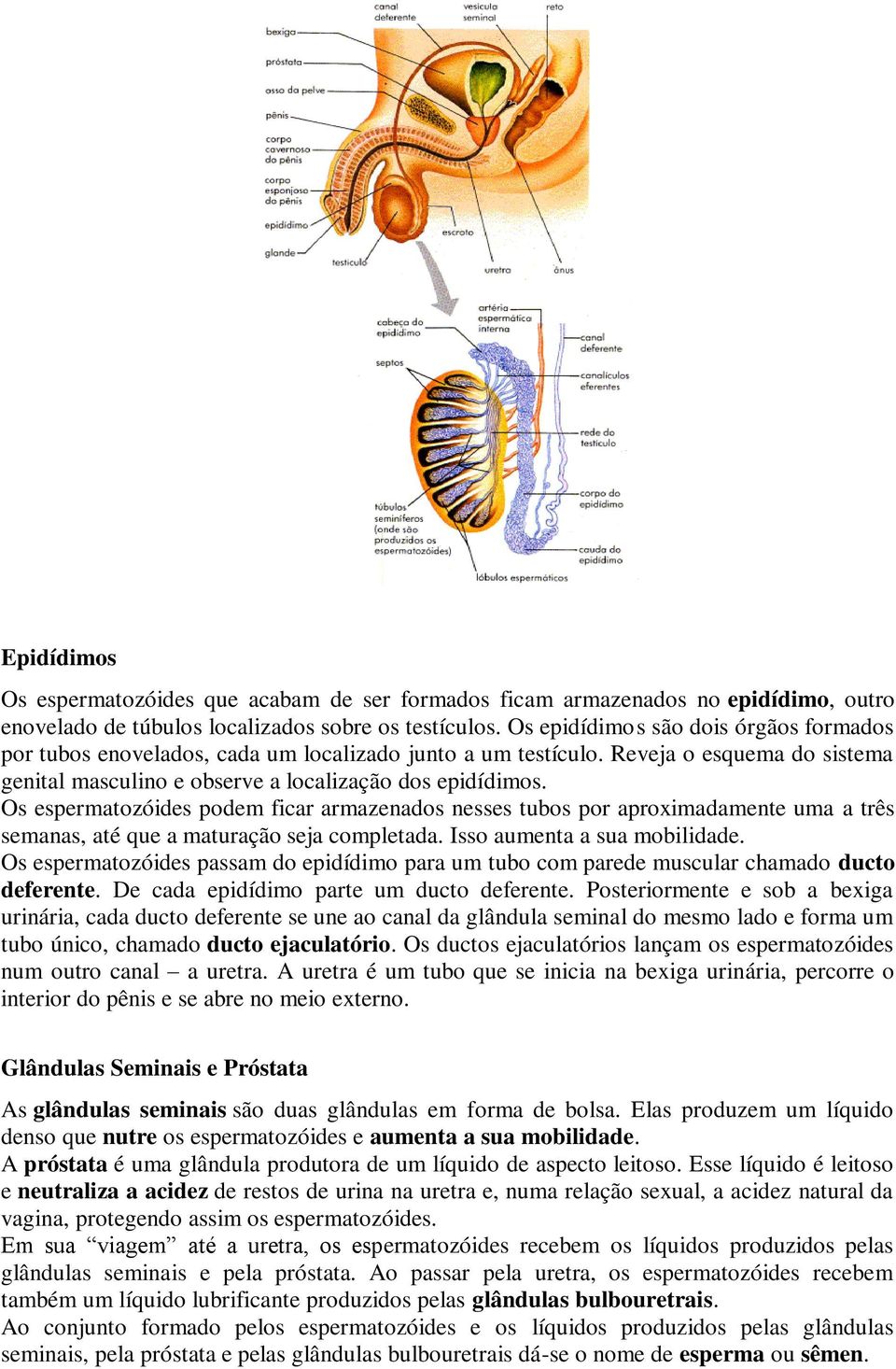 Os espermatozóides podem ficar armazenados nesses tubos por aproximadamente uma a três semanas, até que a maturação seja completada. Isso aumenta a sua mobilidade.