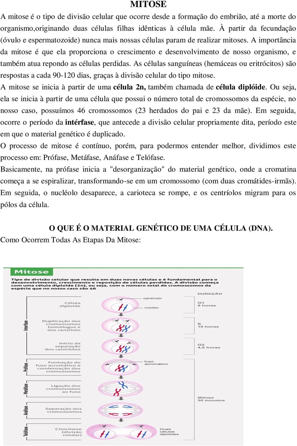 A importância da mitose é que ela proporciona o crescimento e desenvolvimento de nosso organismo, e também atua repondo as células perdidas.