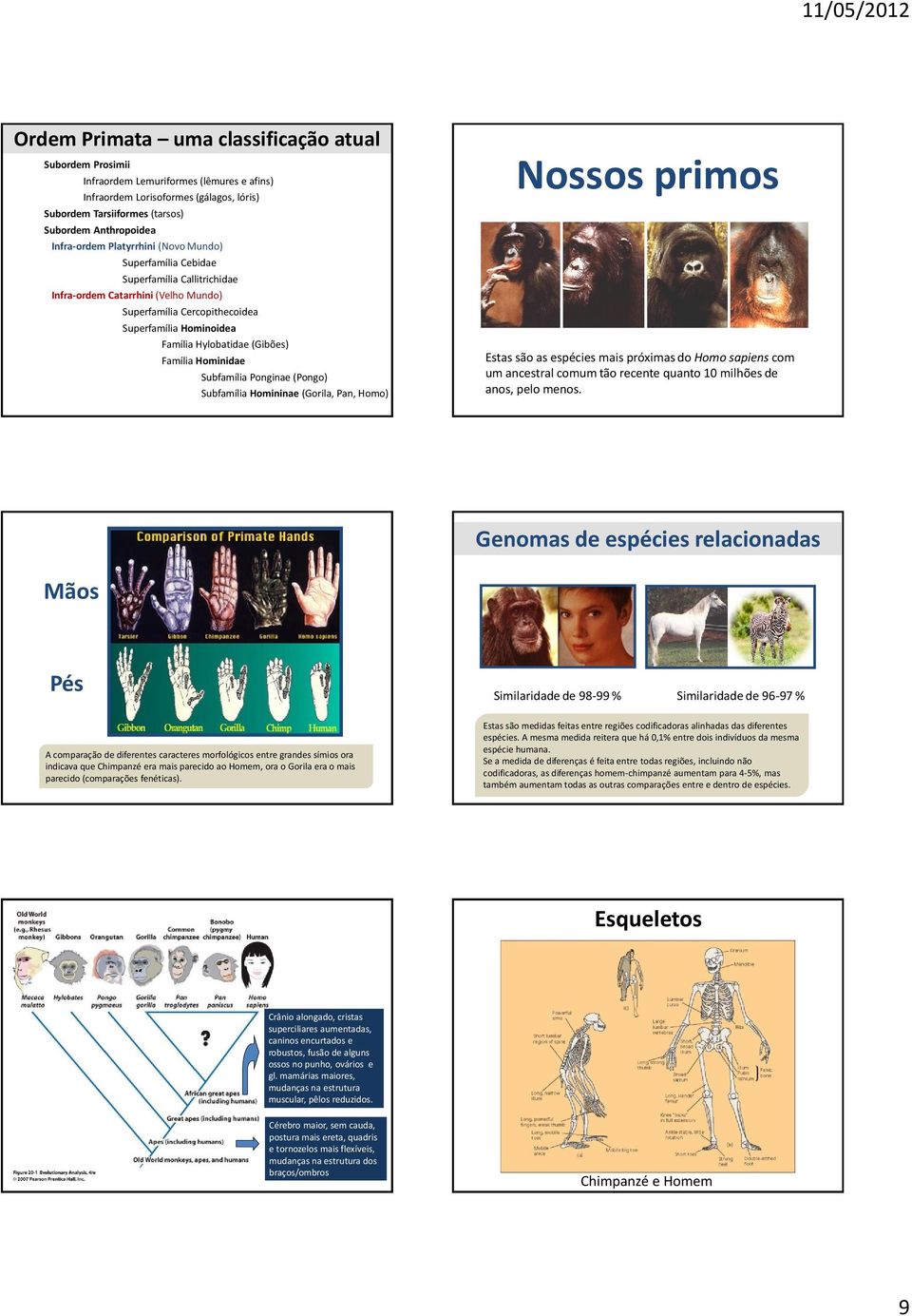 (Gibões) Família Hominidae Subfamília Ponginae (Pongo) Subfamília Homininae (Gorila, Pan, Homo) Nossos primos Estas são as espécies mais próximas do Homo sapiens com um ancestral comum tão recente