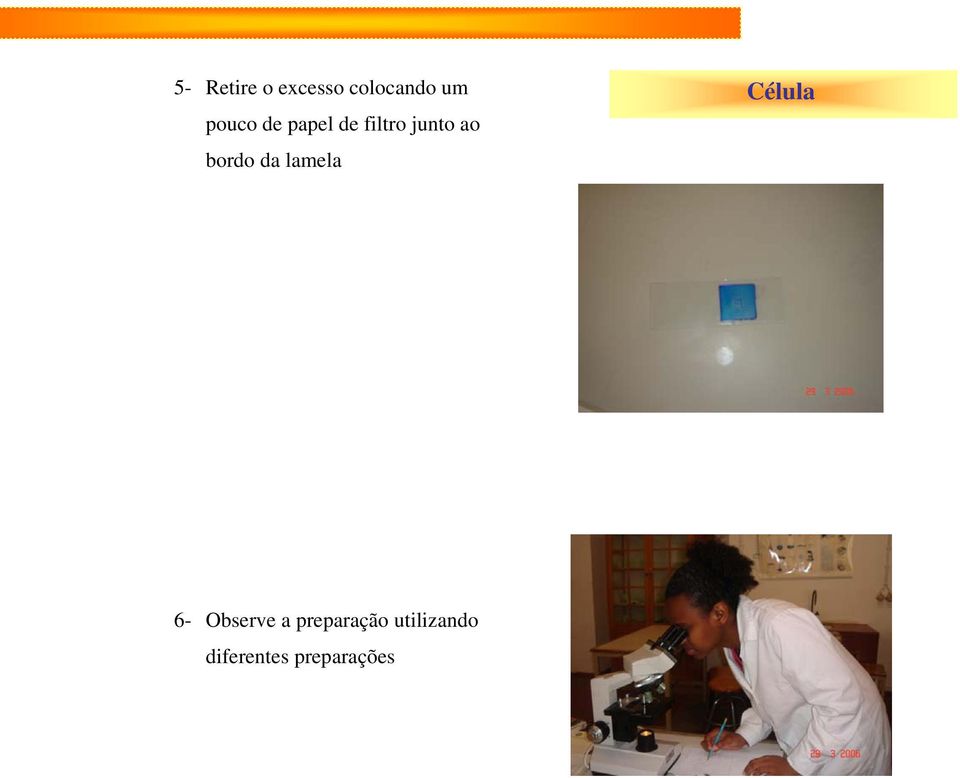 bordo da lamela Célula 6- Observe a