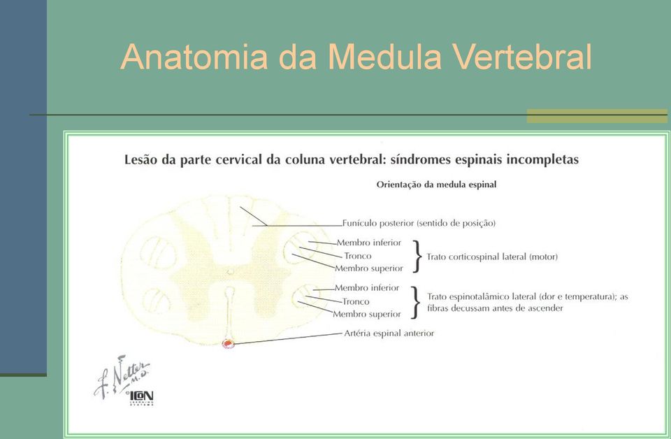 Vertebral