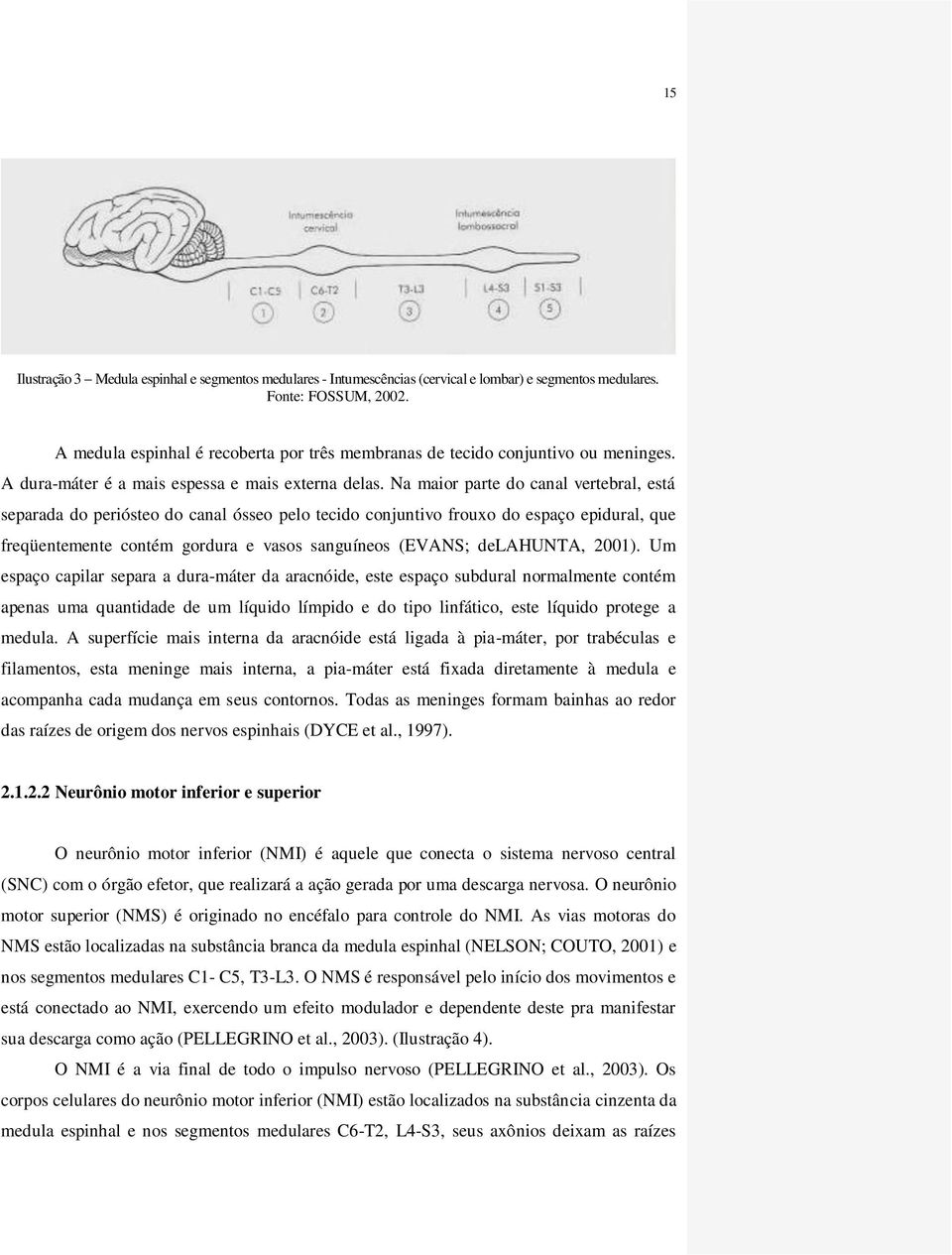 Na maior parte do canal vertebral, está separada do periósteo do canal ósseo pelo tecido conjuntivo frouxo do espaço epidural, que freqüentemente contém gordura e vasos sanguíneos (EVANS; delahunta,