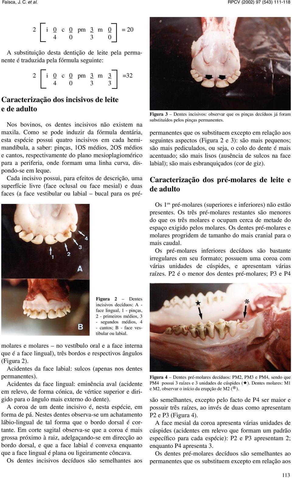 Como se pode induzir da fórmula dentária, esta espécie possui quatro incisivos em cada hemimandíbula, a saber: pinças, 1OS médios, 2OS médios e cantos, respectivamente do plano mesioplagiomérico para